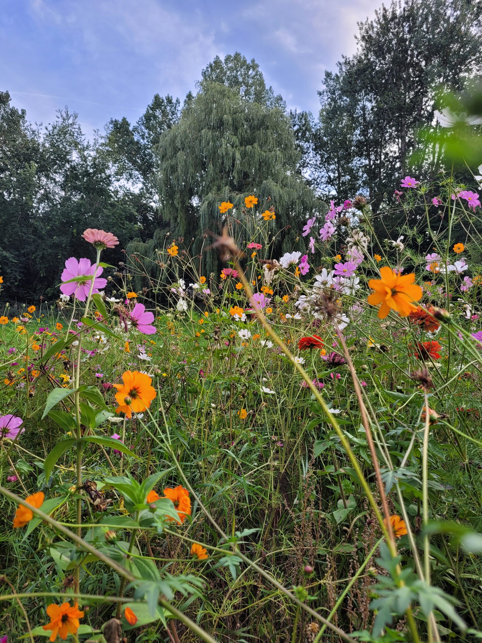 Herbstblumen am Wegesrand im Morgenlicht