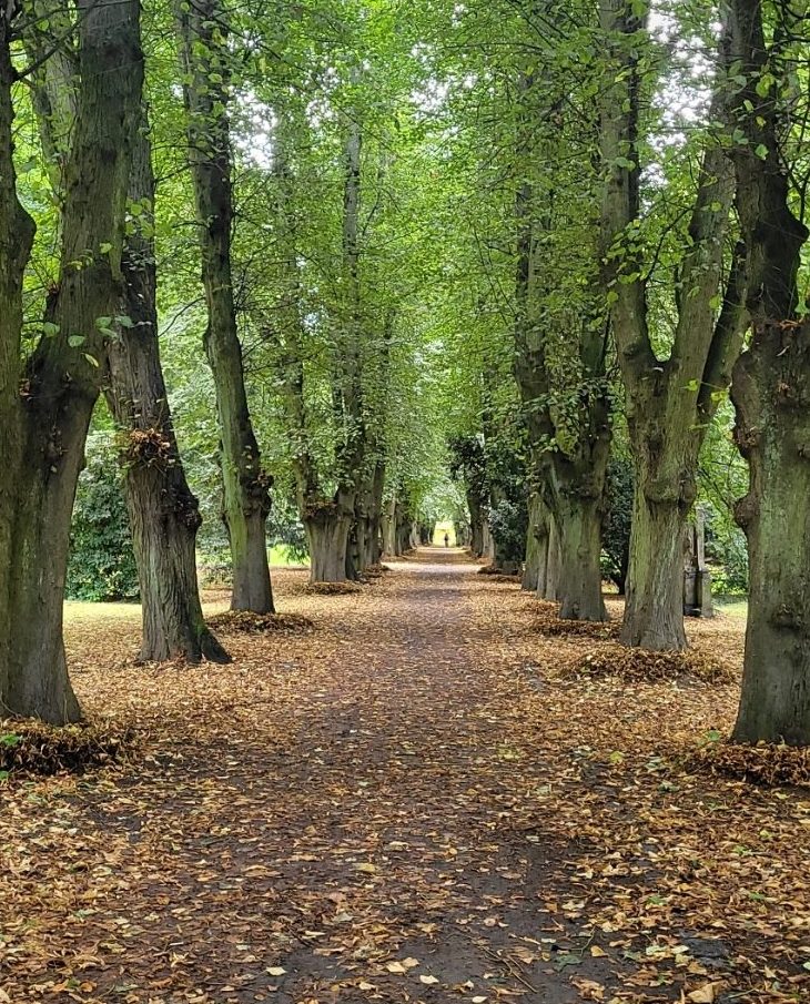 Lindenallee mit Herbstlaub